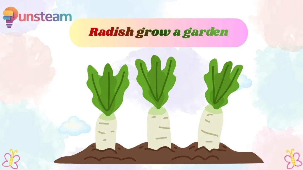 Radish grow a garden