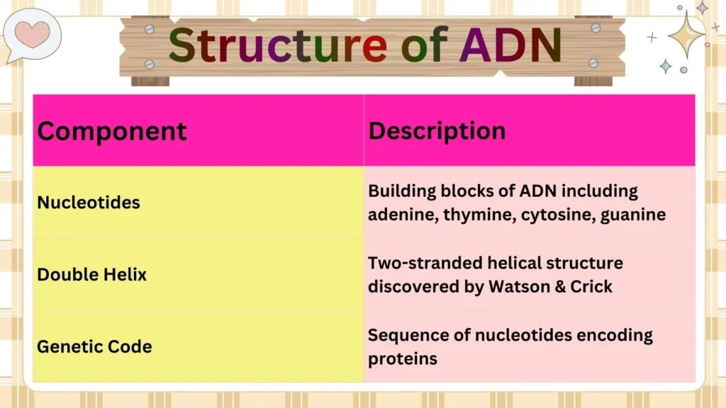 Structure of ADN 